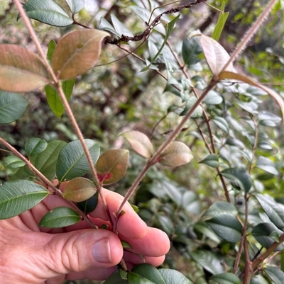 Backhousia myrtifolia (Carrol, Grey Myrtle, Cinnamon Myrtle) at Caparra, NSW - Yesterday by maznee