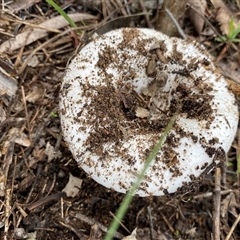 Unverified Cap on a stem; gills below cap [mushrooms or mushroom-like] at Broke, NSW - 29 May 2025 by RoyP