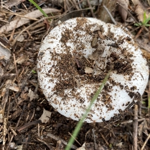 Russula sp. (genus) at Broke, NSW - 29 May 2025 09:55 AM