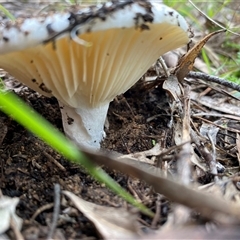 Russula sp. (genus) at Broke, NSW - 29 May 2025 09:55 AM