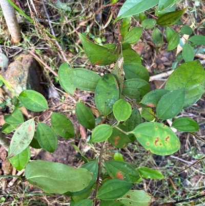 Rhodamnia rubescens at Caparra, NSW - Yesterday by maznee