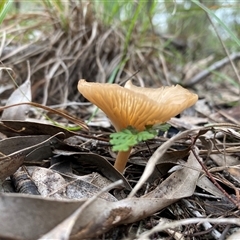 Unverified Cap on a stem; gills below cap [mushrooms or mushroom-like] at Broke, NSW - 29 May 2025 by RoyP
