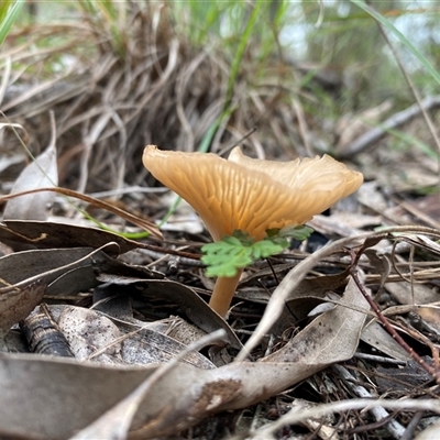 Unverified Cap on a stem; gills below cap [mushrooms or mushroom-like] at Broke, NSW - 29 May 2025 by RoyP