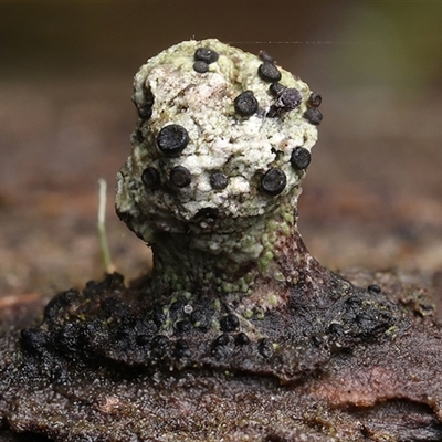 Unverified Fungus by debhart