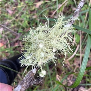 Unverified Lichen, Moss or other Bryophyte by JenniferS