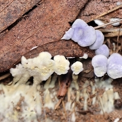 Unverified Fungus by debhart