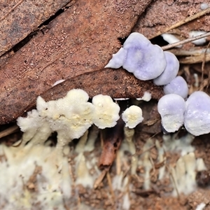 Unverified Fungus by debhart