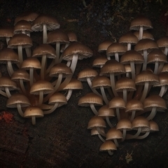 Unverified Fungus by debhart