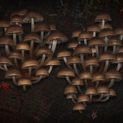 Unverified Fungus by debhart
