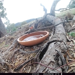 Petroica boodang (Scarlet Robin) at Ballyroe, NSW - 18 Mar 2021 by TwoRivers