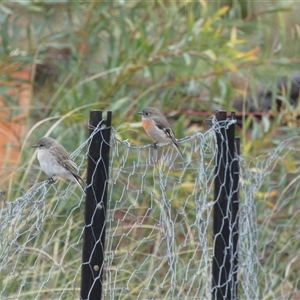 Petroica boodang at Ballyroe, NSW - 18 Mar 2021 06:39 PM