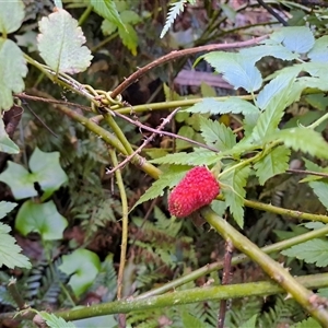 Rubus rosifolius at Marshall Mount, NSW - Today by RalphArn