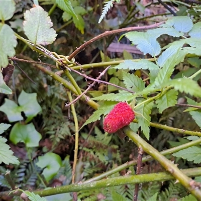 Rubus rosifolius (Rose-leaf Bramble) at Marshall Mount, NSW - Yesterday by RalphArn