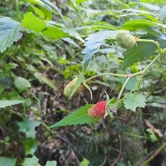 Rubus rosifolius at Marshall Mount, NSW - 31 May 2025 12:16 PM