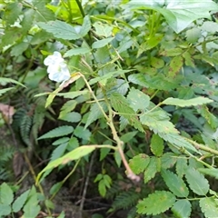 Rubus rosifolius at Marshall Mount, NSW - 31 May 2025 12:16 PM