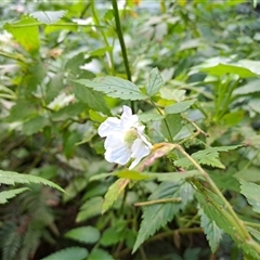 Rubus rosifolius at Marshall Mount, NSW - 31 May 2025 12:16 PM