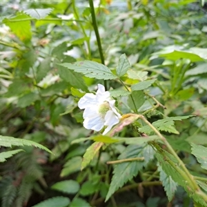 Rubus rosifolius at Marshall Mount, NSW - 31 May 2025 12:16 PM