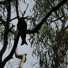 Unverified Other Birds at Lammermoor, QLD - 17 May 2025 by Gaylesp8
