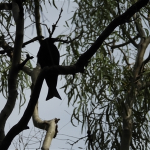 Unverified Other Birds at Lammermoor, QLD - 17 May 2025 by Gaylesp8
