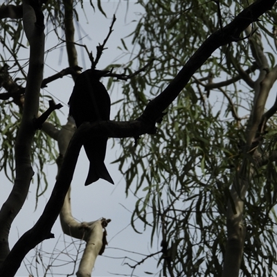 Unverified Other Birds at Lammermoor, QLD - 17 May 2025 by Gaylesp8