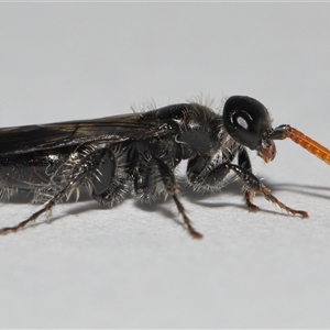Unverified Wasp (Hymenoptera, Apocrita) at Lawson, ACT - 28 Apr 2025 by TimL