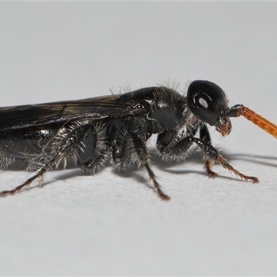 Unverified Wasp (Hymenoptera, Apocrita) at Lawson, ACT - 28 Apr 2025 by TimL