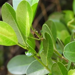 Oecophylla smaragdina at Rosslyn, QLD - 17 May 2025 by Gaylesp8