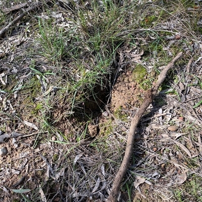 Unverified Fossil / Geological Feature at Broke, NSW - 30 May 2025 by RoyP
