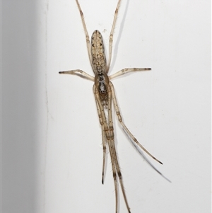 Tetragnatha sp. (genus) at Parkes, ACT - 10 May 2025 by TimL