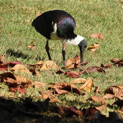 Threskiornis spinicollis (Straw-necked Ibis) at Emu Park, QLD - 18 May 2025 by Gaylesp8