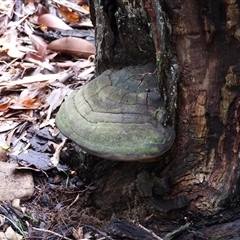 Unverified Shelf-like to hoof-like & usually on wood at Lammermoor, QLD - 17 May 2025 by Gaylesp8