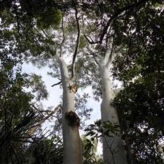 Unverified Gum Tree at Lammermoor, QLD - 17 May 2025 by Gaylesp8