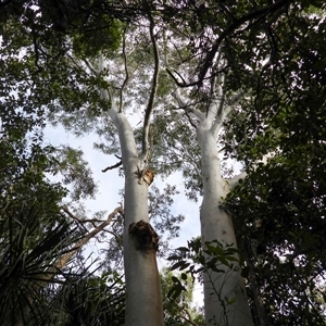Unverified Gum Tree at Lammermoor, QLD - 17 May 2025 by Gaylesp8