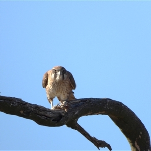 Falco berigora at Kambah, ACT - Today by LineMarie