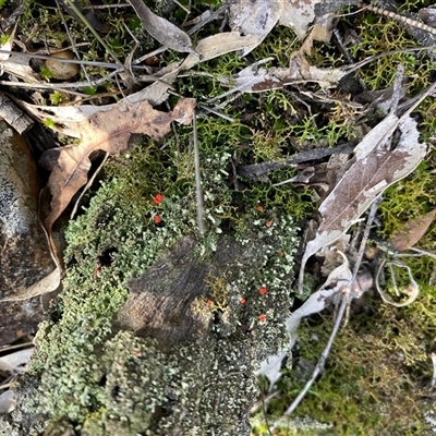 Unverified Lichen at Broke, NSW - 30 May 2025 by RoyP
