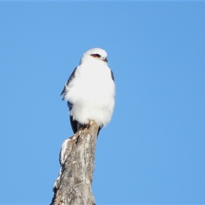 Elanus axillaris at Kambah, ACT - Today by LineMarie