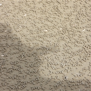 Unverified Crab, Prawn, Barnacle (Crustacea) at Mulambin, QLD - 17 May 2025 by Gaylesp8