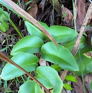 Pellaea paradoxa at Caparra, NSW - Today by maznee