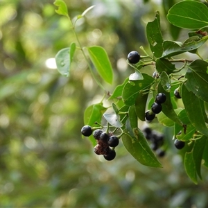 Unverified Other Shrub at Rosslyn, QLD - 17 May 2025 by Gaylesp8