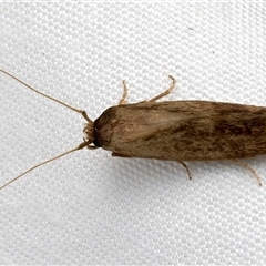 Opogona omoscopa (Detritus Moth) at Bulli, NSW - 29 May 2025 by jb2602