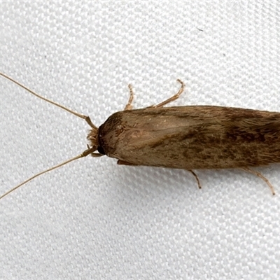 Opogona omoscopa (Detritus Moth) at Bulli, NSW - 29 May 2025 by jb2602