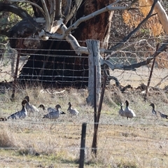 Chenonetta jubata at Gateway Island, VIC - 25 May 2025 10:13 AM
