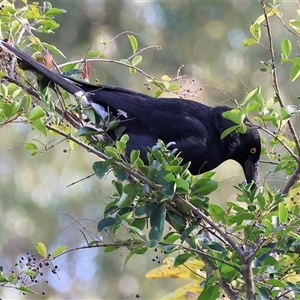 Strepera graculina by KylieWaldon