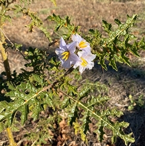 Solanum sisymbriifolium at Denman Prospect, ACT - Today by SteveBorkowskis