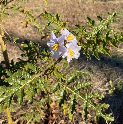 Solanum sisymbriifolium (Sticky Nightshade) at Denman Prospect, ACT - Yesterday by SteveBorkowskis