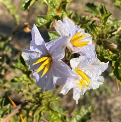 Solanum sisymbriifolium at Denman Prospect, ACT - 31 May 2025 02:45 PM