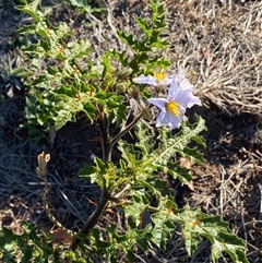 Solanum sisymbriifolium at Denman Prospect, ACT - 31 May 2025 02:45 PM
