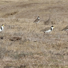 Vanellus miles at Gateway Island, VIC - 25 May 2025 10:20 AM