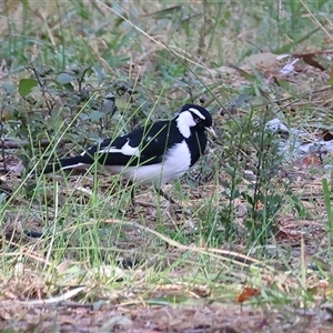Grallina cyanoleuca by KylieWaldon