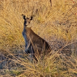 Macropus giganteus at O'Malley, ACT - Today by Mike